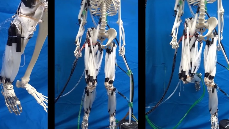 Японские роботизированные скелеты