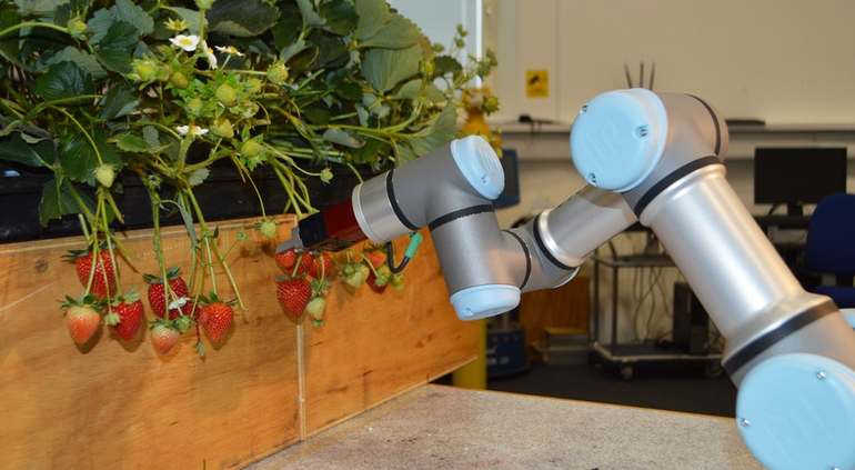 Brexit с помощью роботов оставила сезонных сборщиков ягод без работы